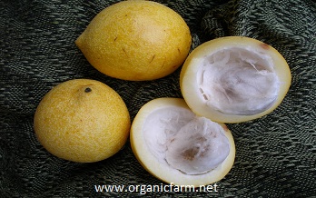 Amazon Madrono, Rheedia magnifolia, www.organicfarm.net